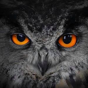 Meet your Posher, Gregory